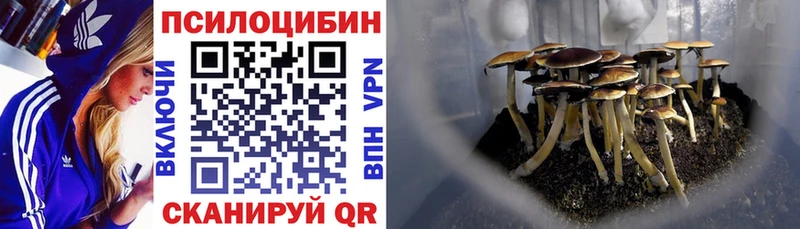 Купить  Волхов  Псилоцибиновые грибы мицелий 